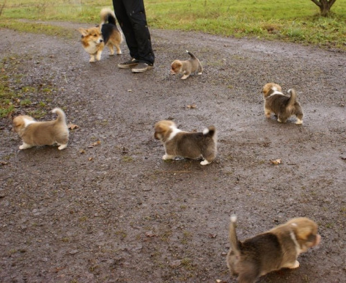 tumblr_mhr8e8u7gk1rk81geo1_500