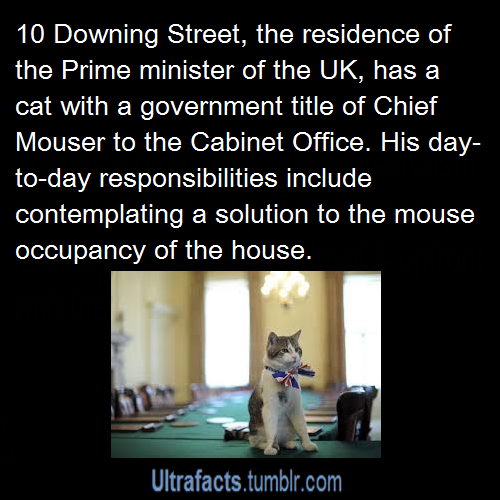 tumblr_n9935lHIt91rhavdko1_500