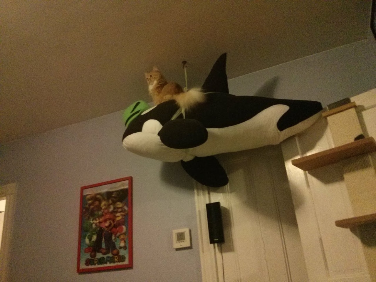 tumblr_nin9q84tMK1tzim7wo1_1280