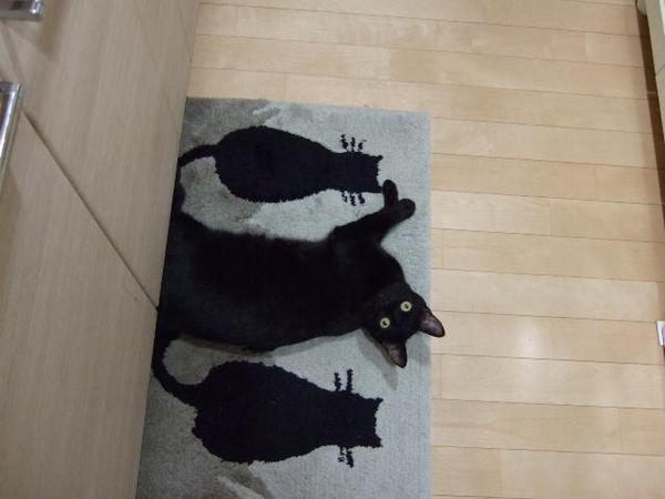 tumblr_n0yu50r5Y31qhwlspo1_640