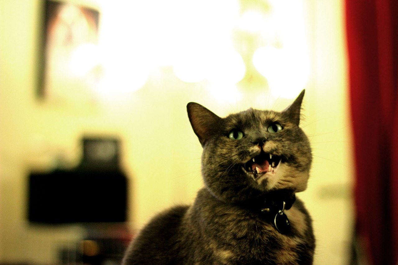 tumblr_ny0jv3hSDJ1sfwliho1_1280