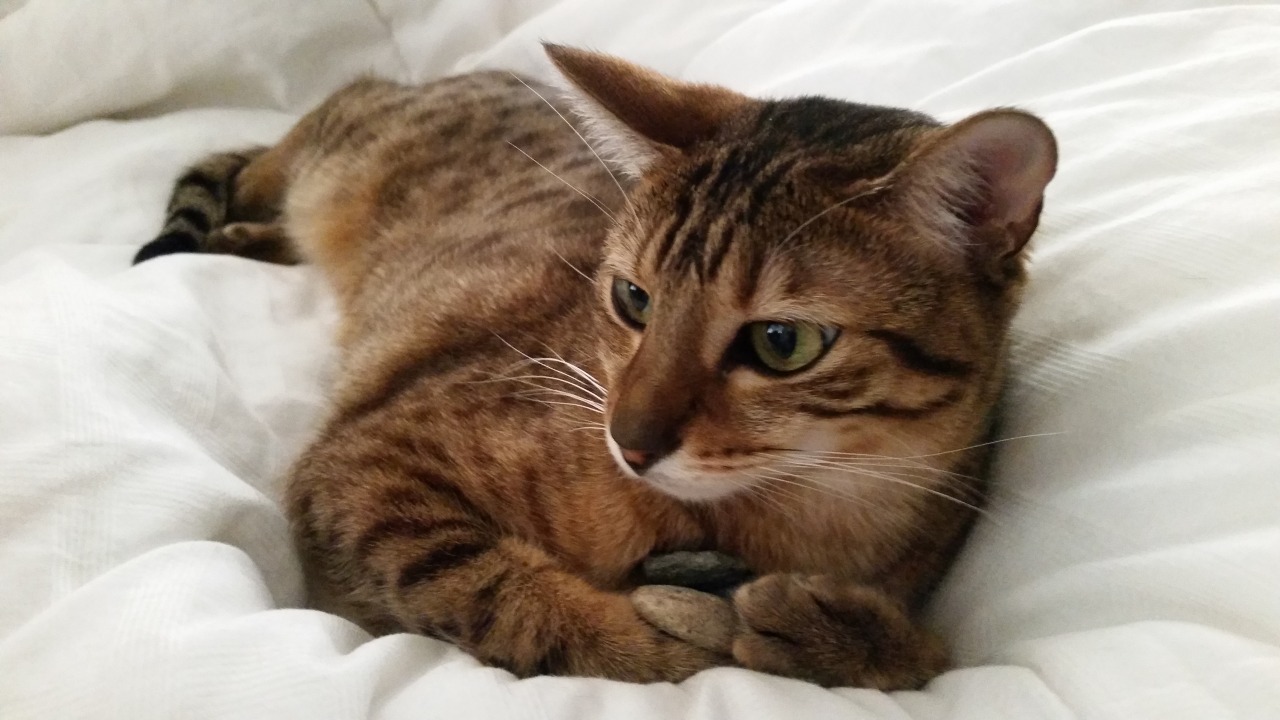 tumblr_njwgeqYc8U1sn75h6o1_1280