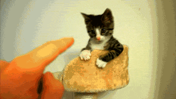 tumblr_mnx9rmxVg51r3gb3zo1_400