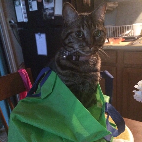 tumblr_ochrpoIvdy1qhwmnpo1_500