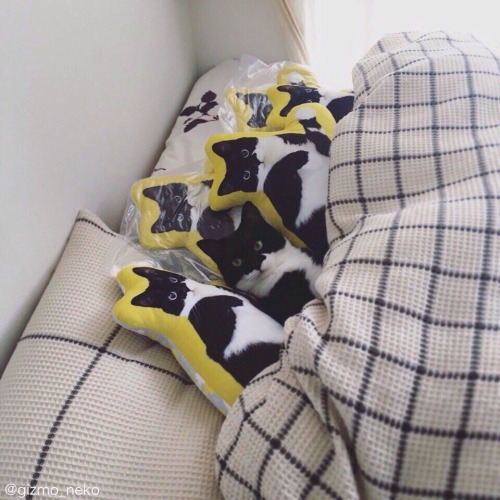 tumblr_oi4s5cmwpl1tvcnfdo1_500