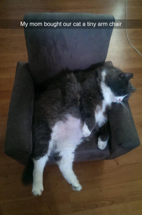 tumblr_o208tyym3R1qewacoo1_500